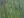 Close-up of Big Bluestem