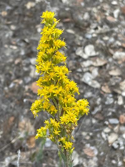 Close-up of California Goldenrod