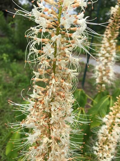 Close-up of Bottlebrush Buckeye