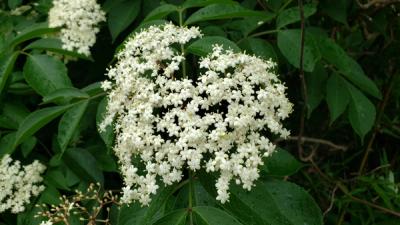 Close-up of American Black Elderberry