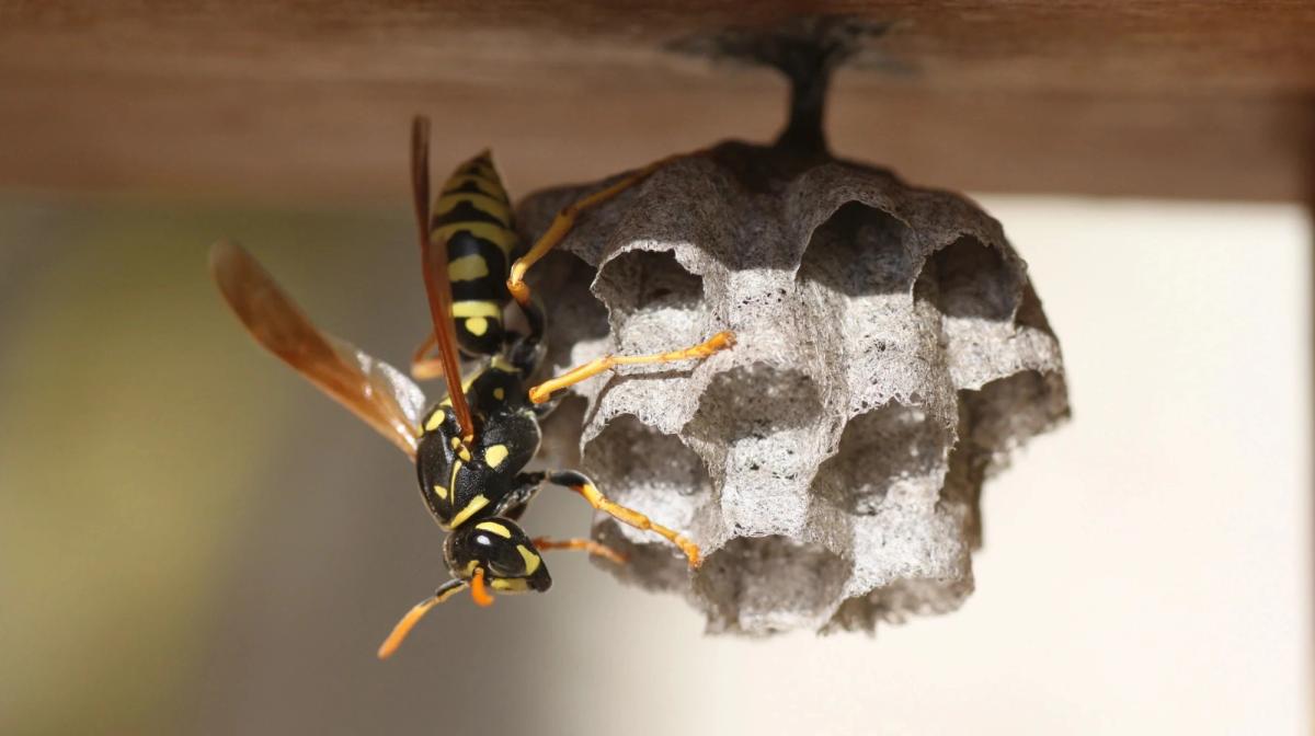 small wasp on nest