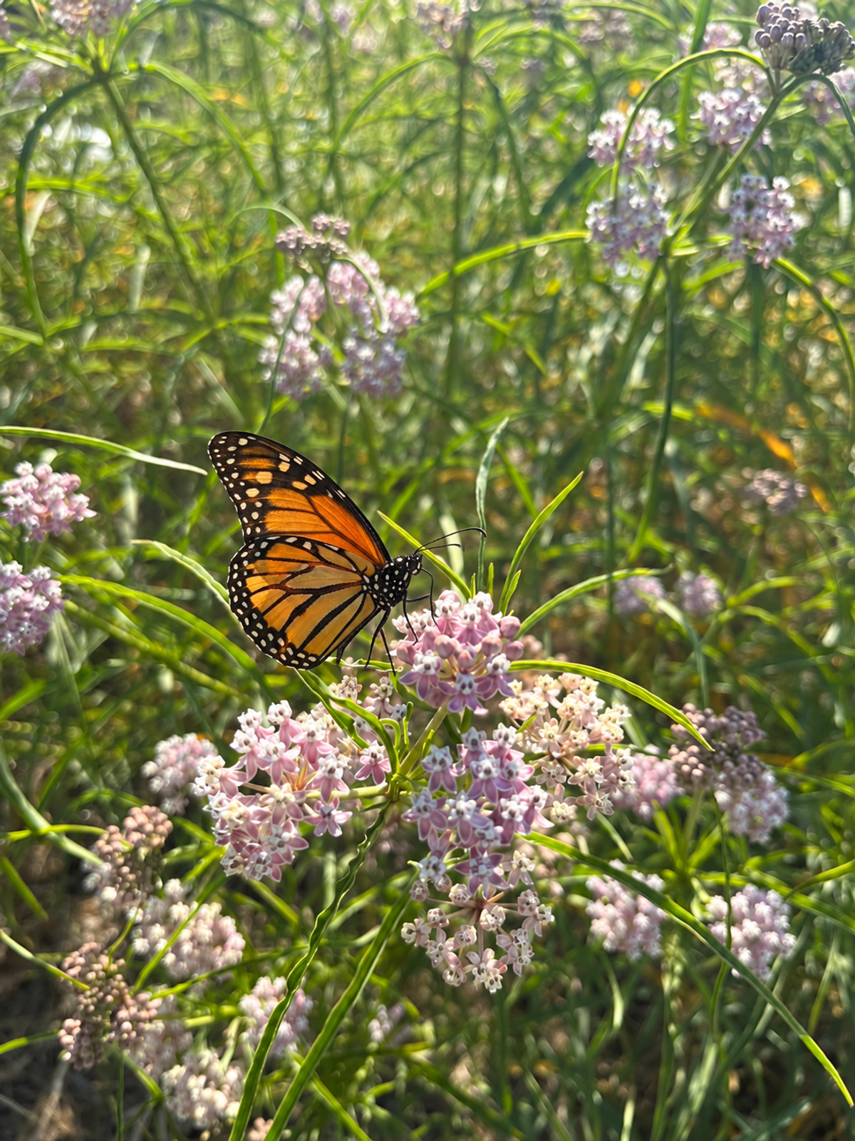 Monarch butterfly on narrowleaf milkweed flowers