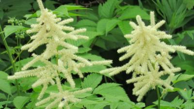 Close-up of Goat's Beard