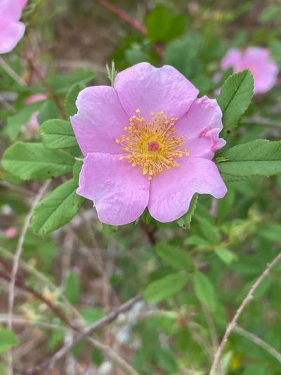 Close-up of Swamp Rose