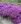 Close-up of Purple Dome New England Aster