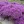 Close-up of Purple Dome New England Aster