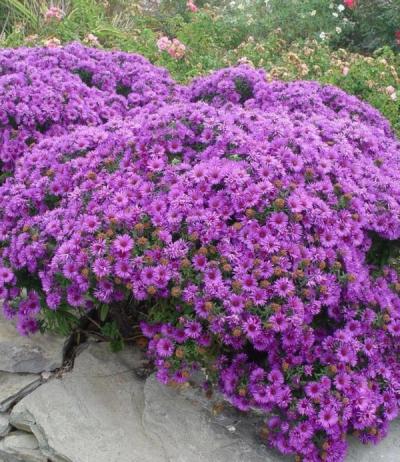 Close-up of Purple Dome New England Aster
