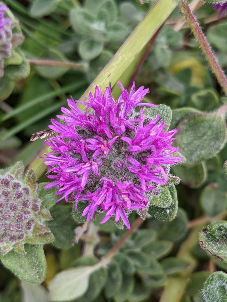 Close-up of coyote mint flowers and hairy leaves
