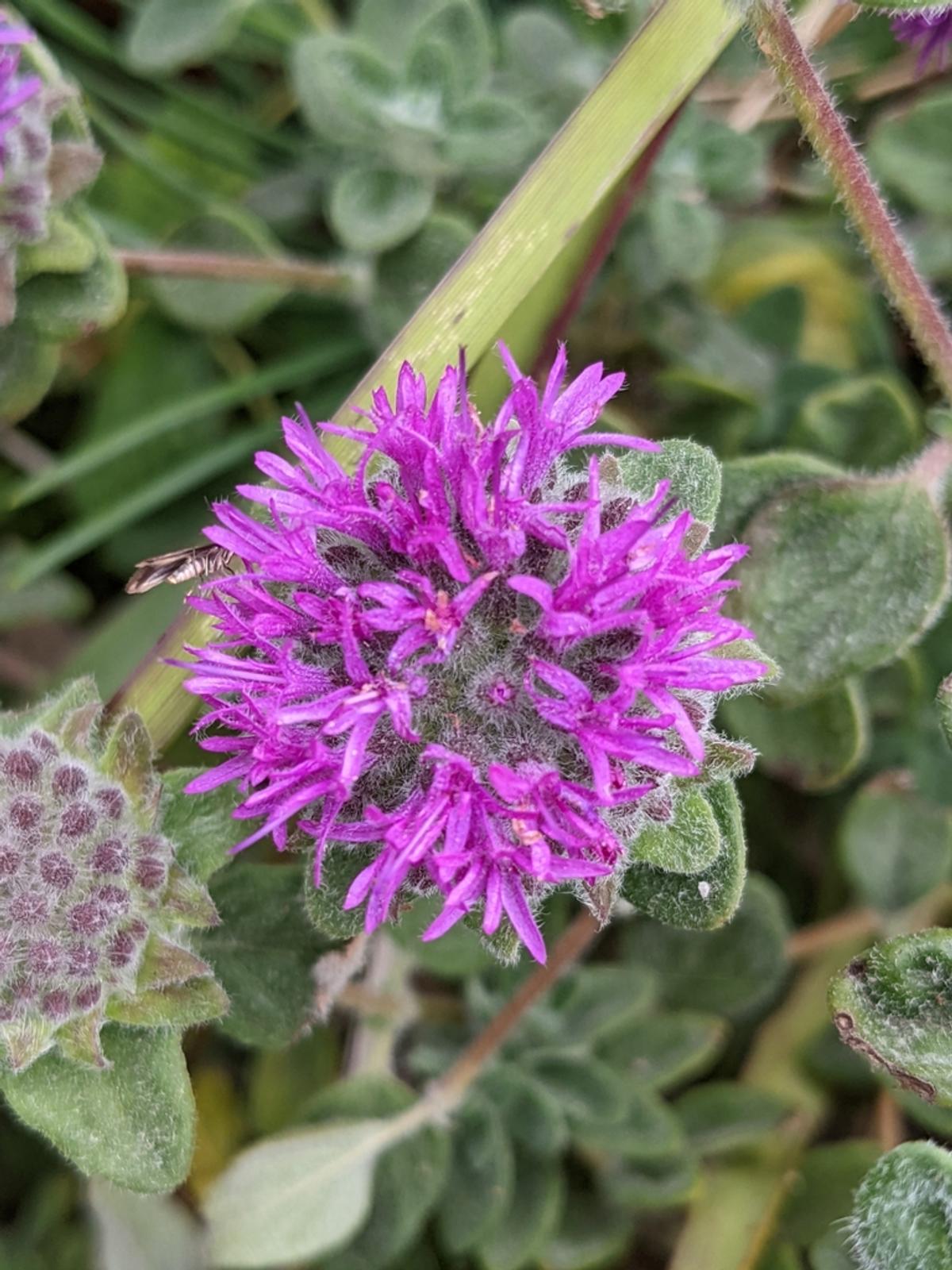 Close-up of coyote mint flowers and hairy leaves