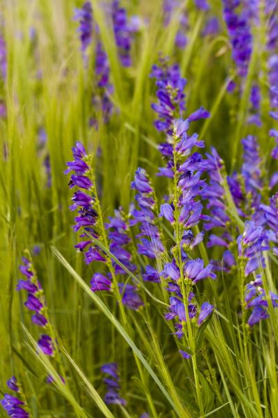 Close-up of Rocky Mountain Beardtongue