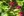 Close-up of Hummingbird Sage
