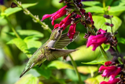 Close-up of Hummingbird Sage