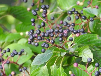 green leaf native plant species growing berries in wild setting