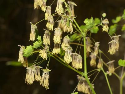 Close-up of Early Meadowrue
