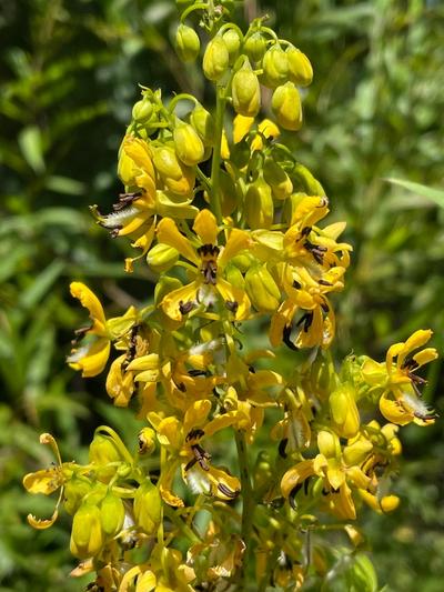 Close-up of Wild Senna