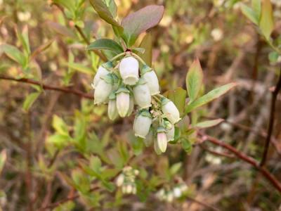 Close-up of Highbush Blueberry