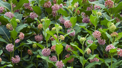 Common Milkweed