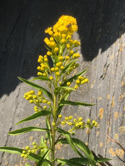 Close-up of Seaside Goldenrod