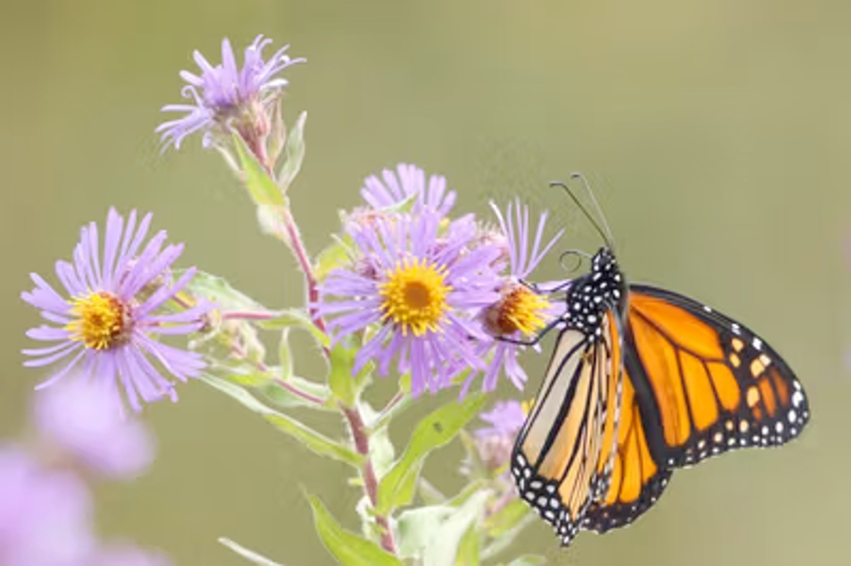 monarch butterfly feeding on new england aster
