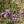 Close-up of Silky Aster