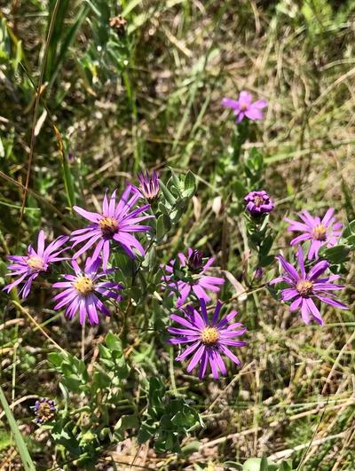 Close-up of Silky Aster