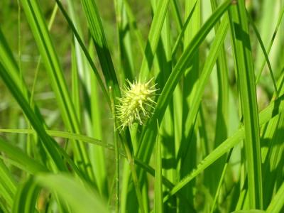 Close-up of Porcupine Sedge