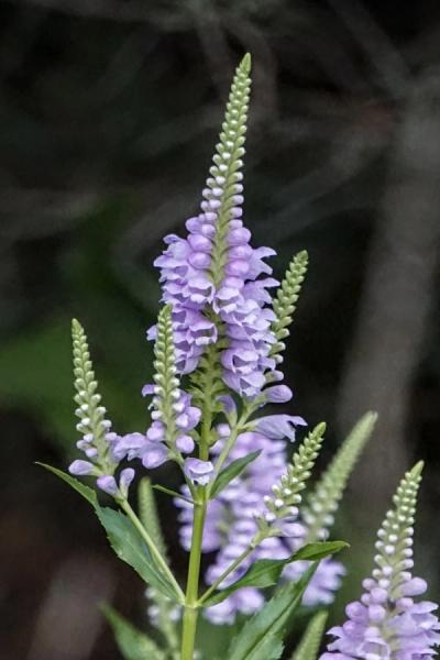 Close-up of Obedient Plant