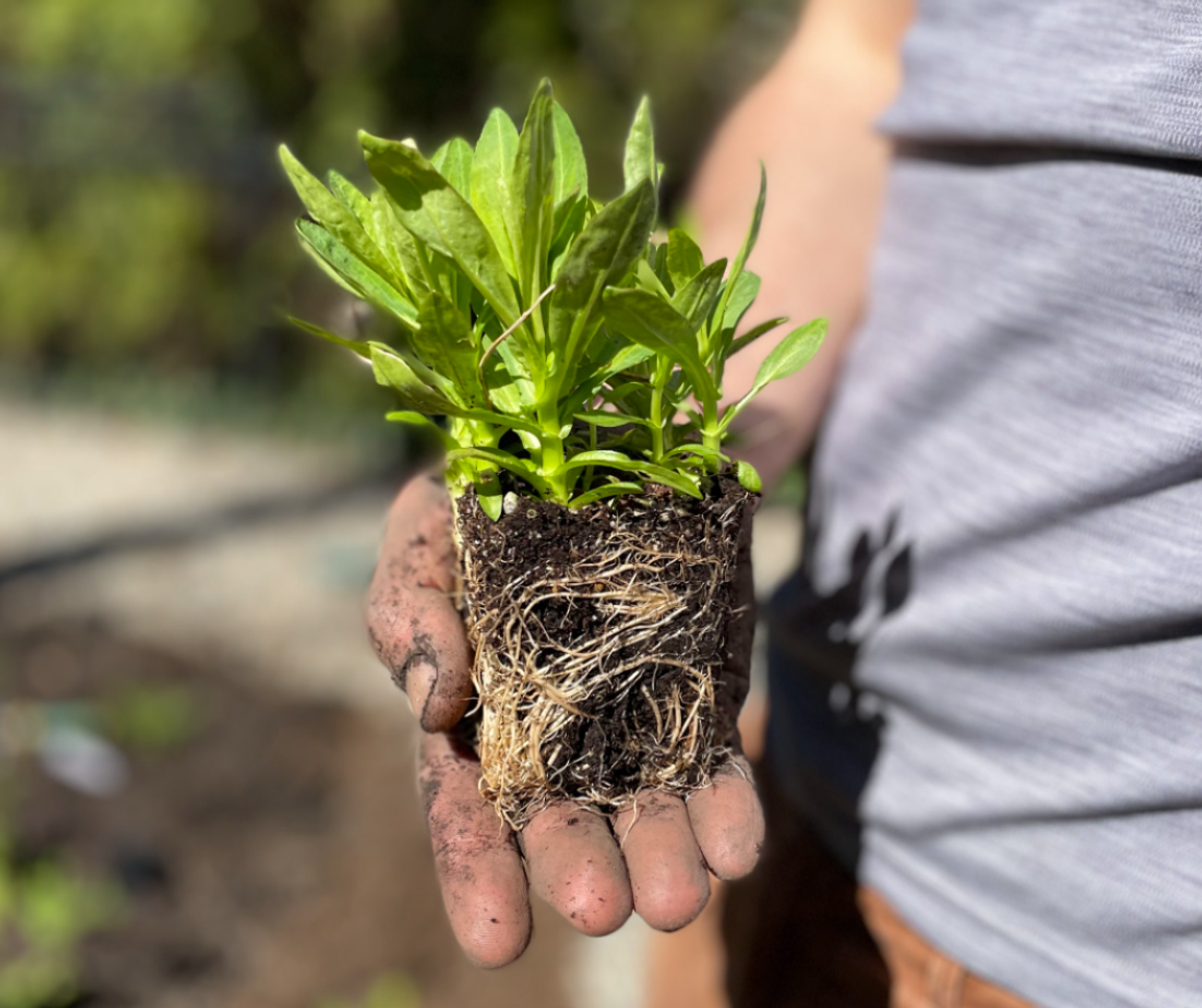 A My Home Park plant plug, health and ready for planting.