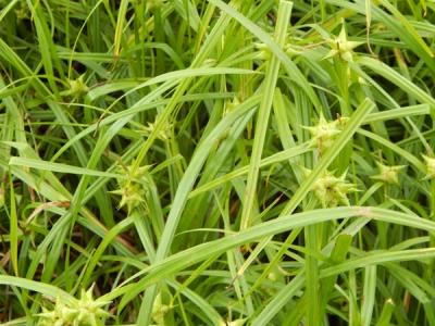 Close-up of Common Bur Sedge