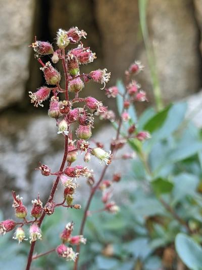 Close-up of Pink Alumroot