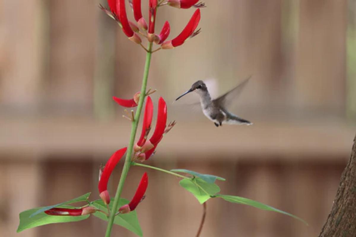 Hummingbird visiting a red flower on a Coralbean plant