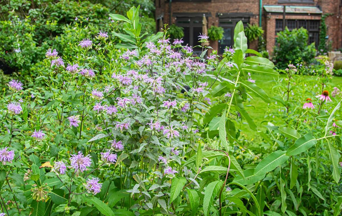 Back Yard with Wildflowers