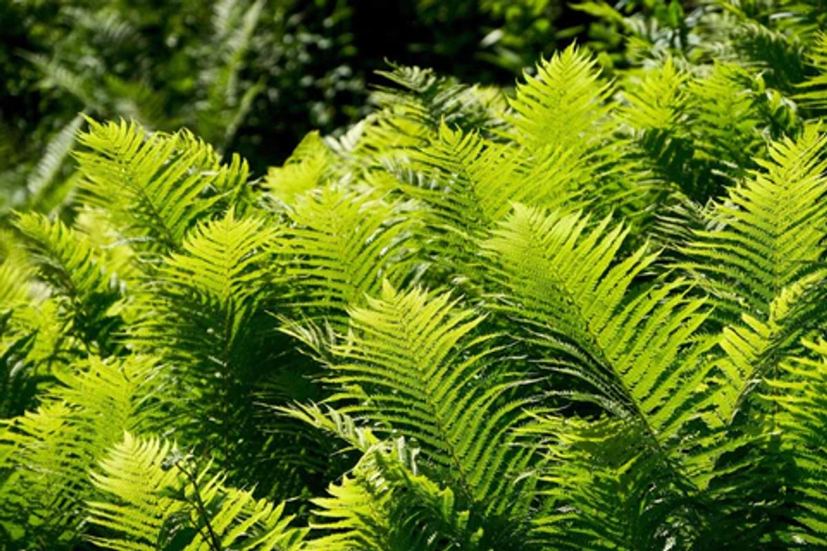 green ferns in partial shade