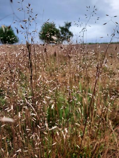 Close-up of Wavy Hair Grass