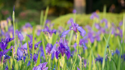 Blue Flag Iris