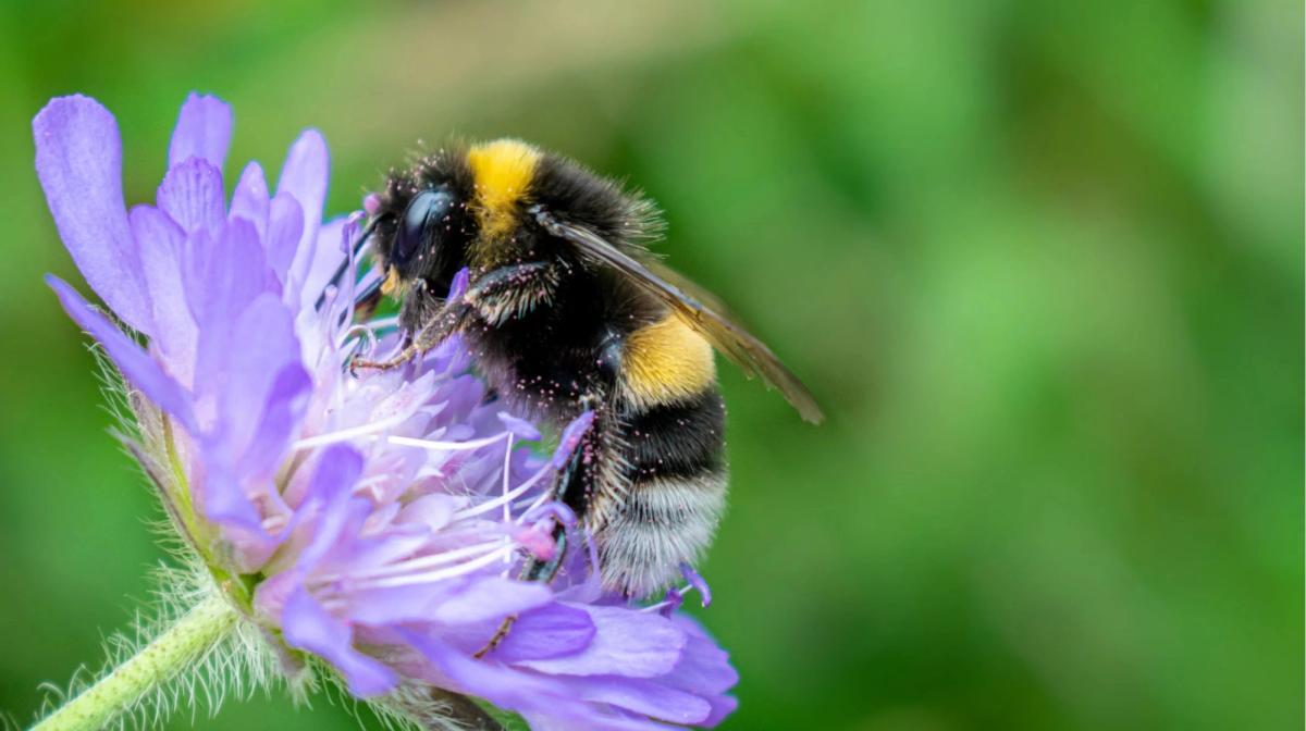 A bumblebee on a purple flower