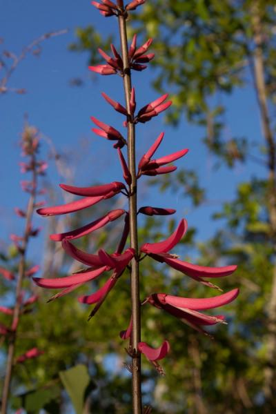 Close-up of Coral Bean