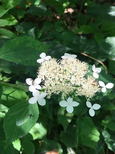 Close-up of Wild Hydrangea