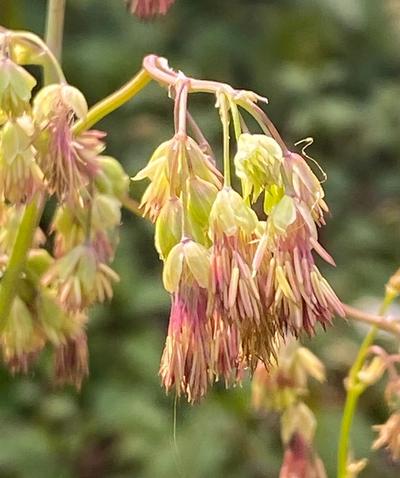 Close-up of Fendler's Meadow-Rue