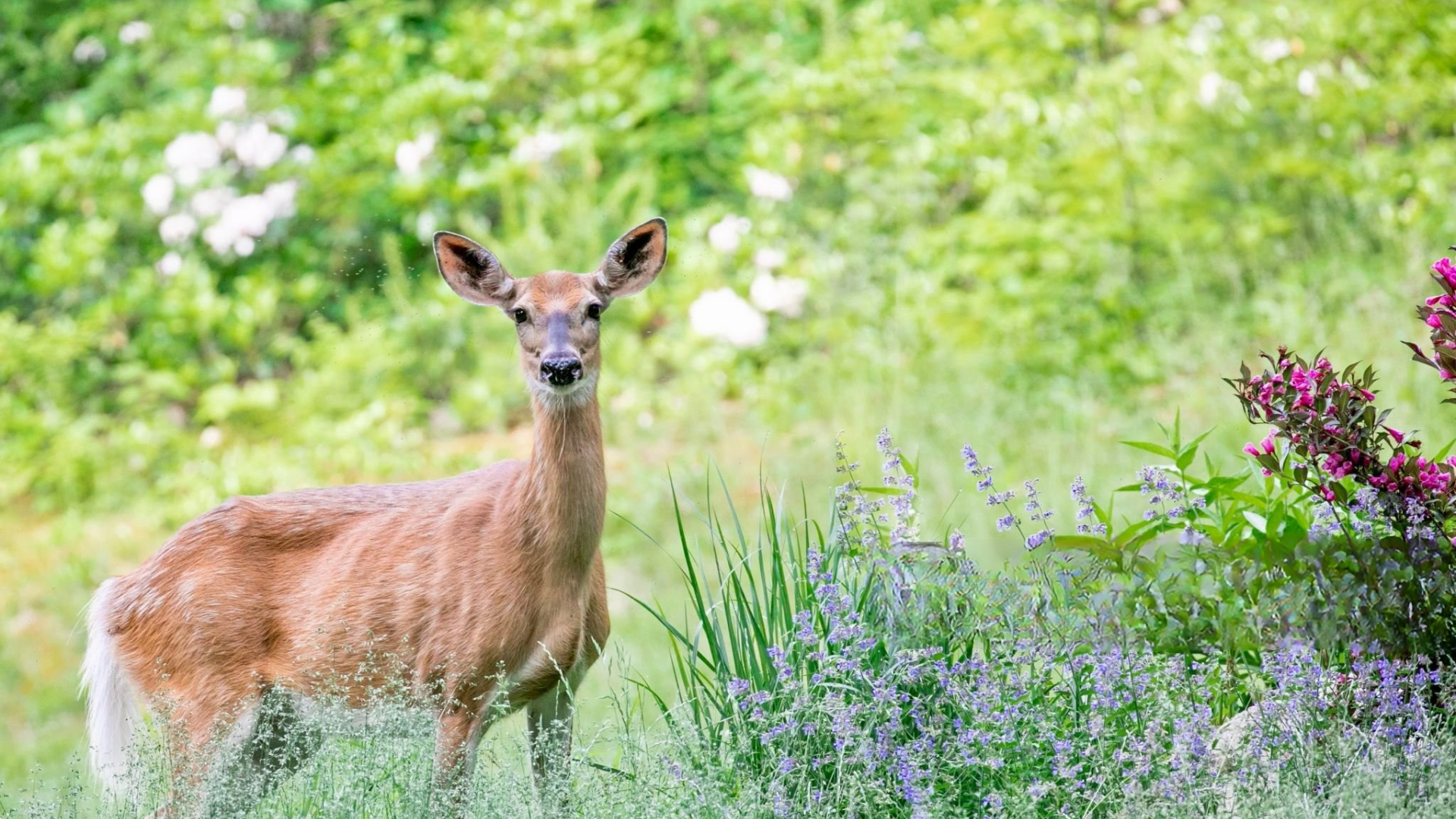 a hungry looking white tailed deer staring back at us
