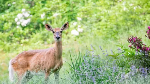 a hungry looking white tailed deer staring back at us