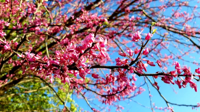 eastern redbud tree branch