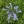 Close-up of Lyreleaf Sage