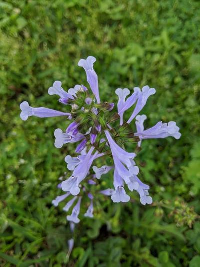 Close-up of Lyreleaf Sage