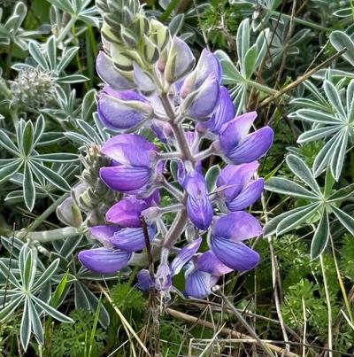Close-up of Silver Bush Lupine