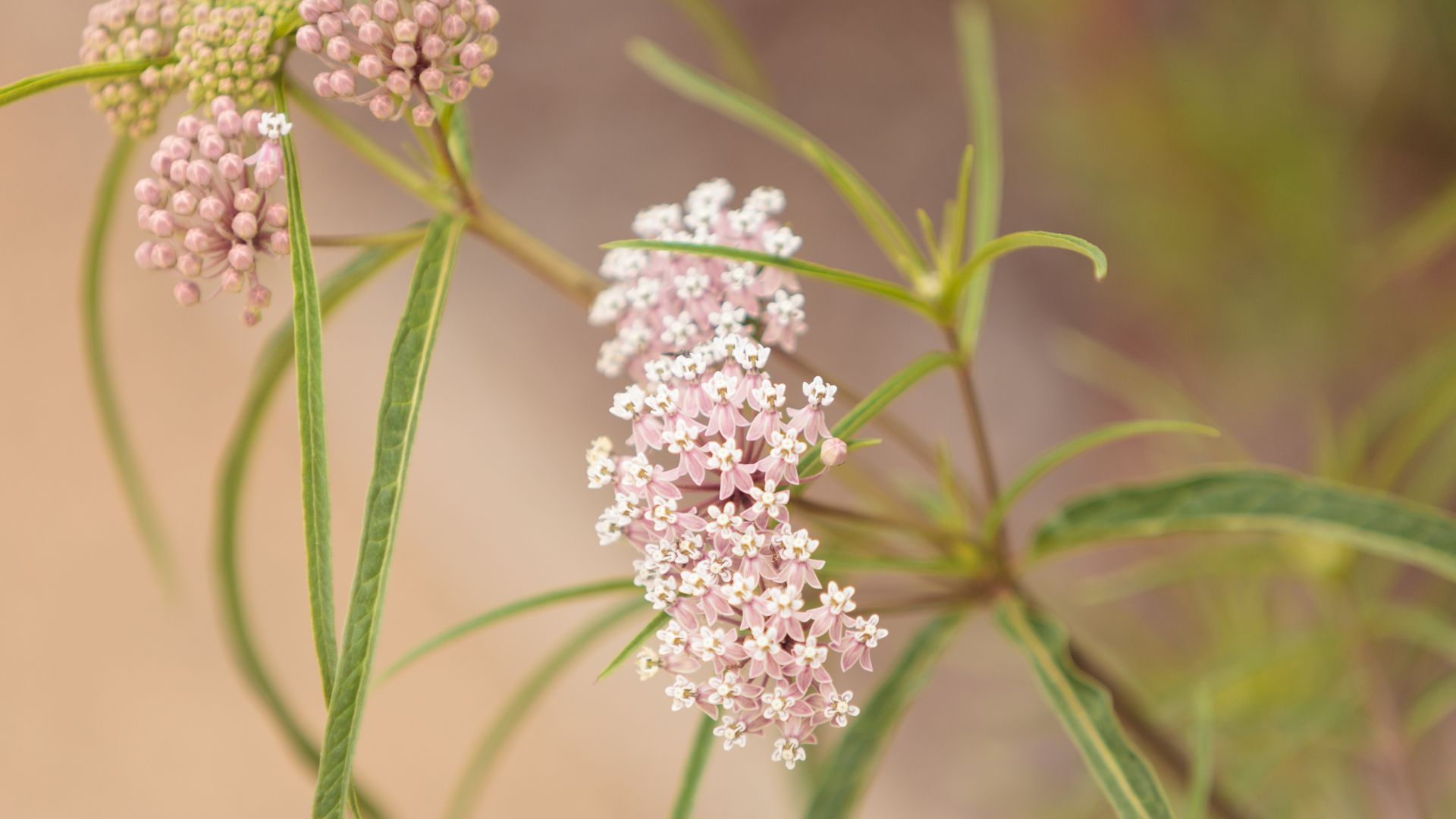 Narrowleaf milkweed growing in a sunny garden bed