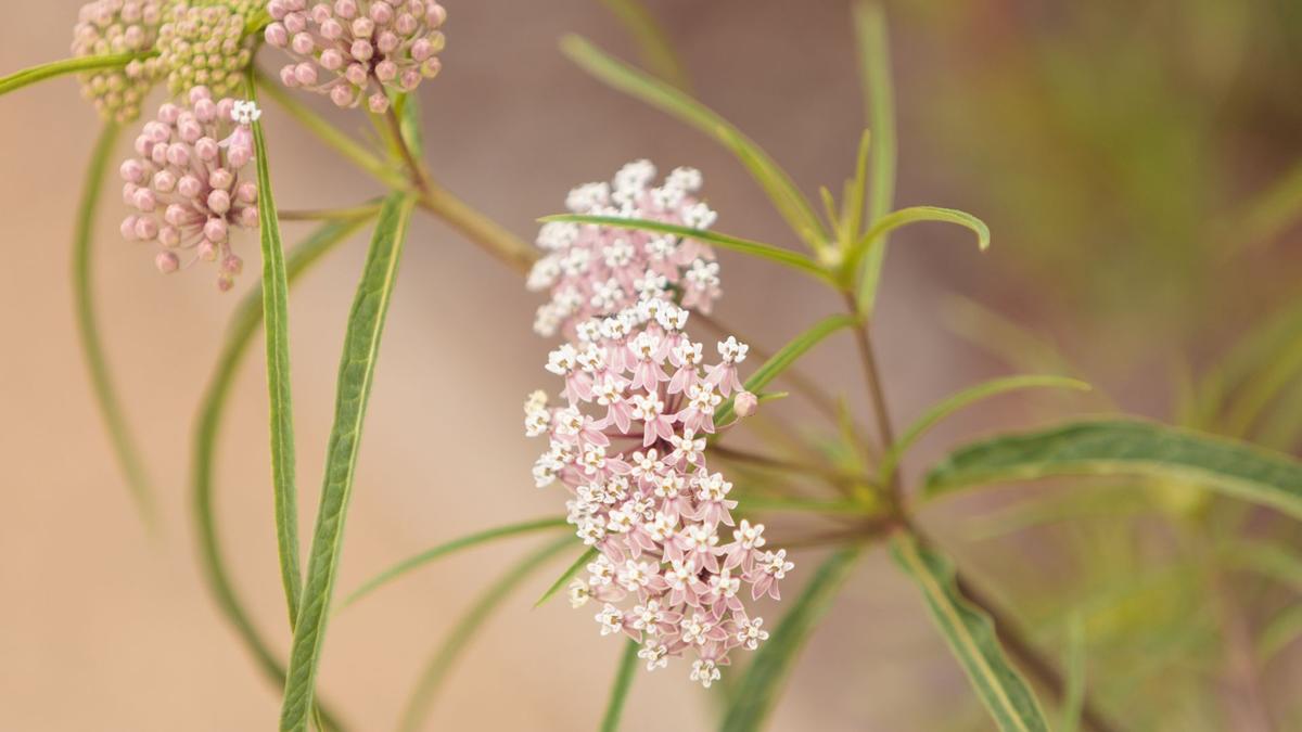 Narrowleaf milkweed growing in a sunny garden bed