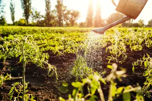 A watercan watering a vibrant plant garden during goldenhour.