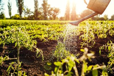 A watercan watering a vibrant plant garden during goldenhour.