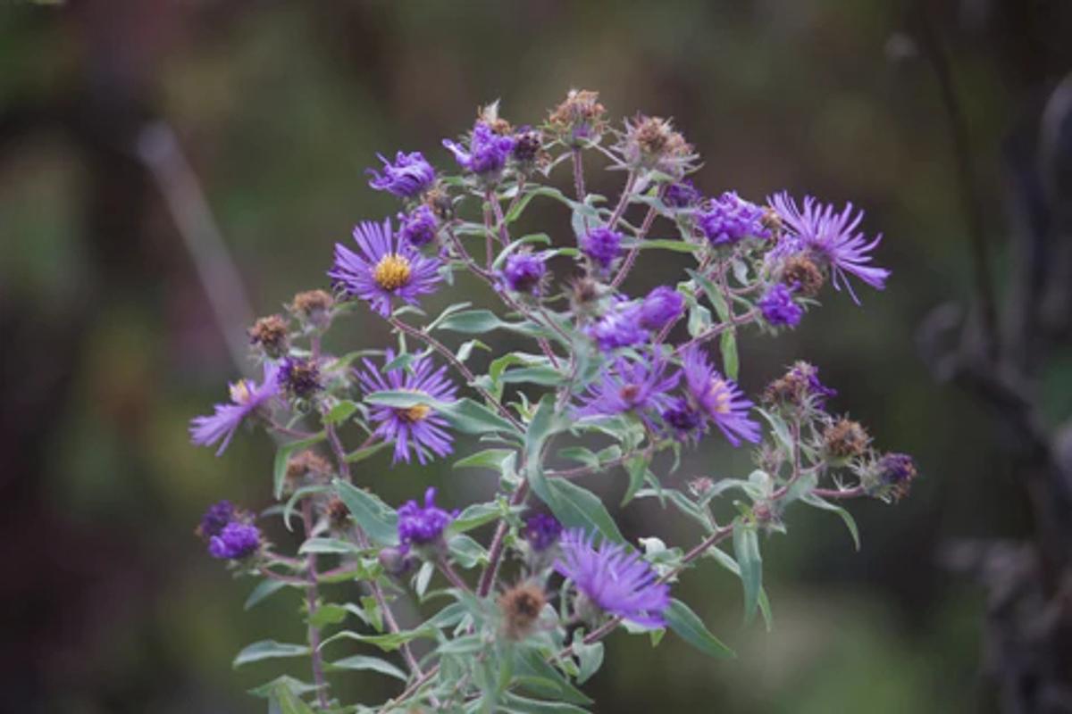purple flowers of new england aster